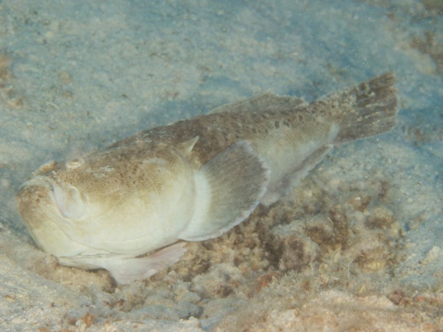 Uranoscopus Sulphureus